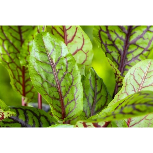 Rumex Acetosa Wiesen Sauerampfer Ca. 11x11 cm Topf