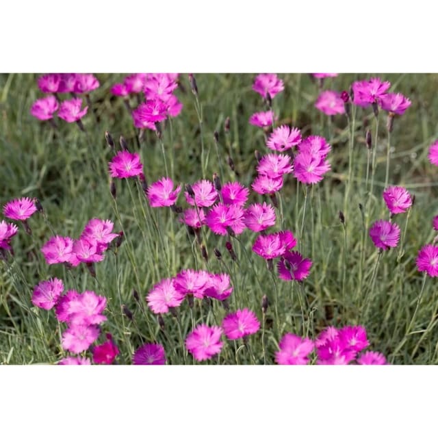 Dianthus Gratianopolitanus Feuerhexe Pfingstnelke Ca. 9x9 cm Topf