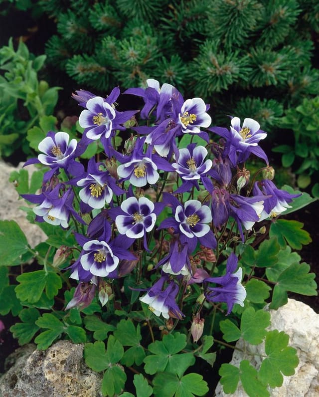 Aquilegia Caerulea Blue Star Akelei Ca. 9x9 cm Topf