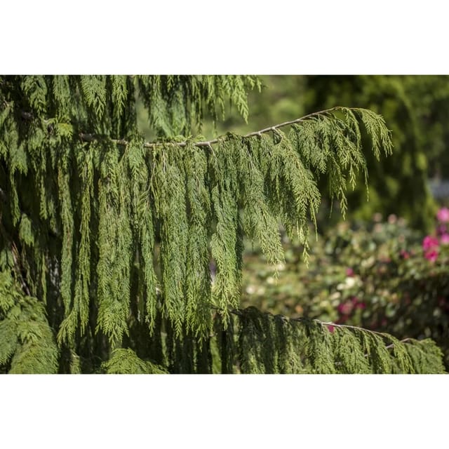 Chamaecyparis Nootkatensis Pendula 50–60 cm Hängend