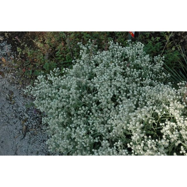 Anaphalis Triplinervis Sommerschnee Perlkörbchen Ca. 9x9 cm Topf