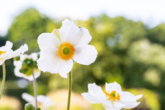 Anemone Japonica Honorine Jobert Herbstanemone Ca. 9x9 cm Topf