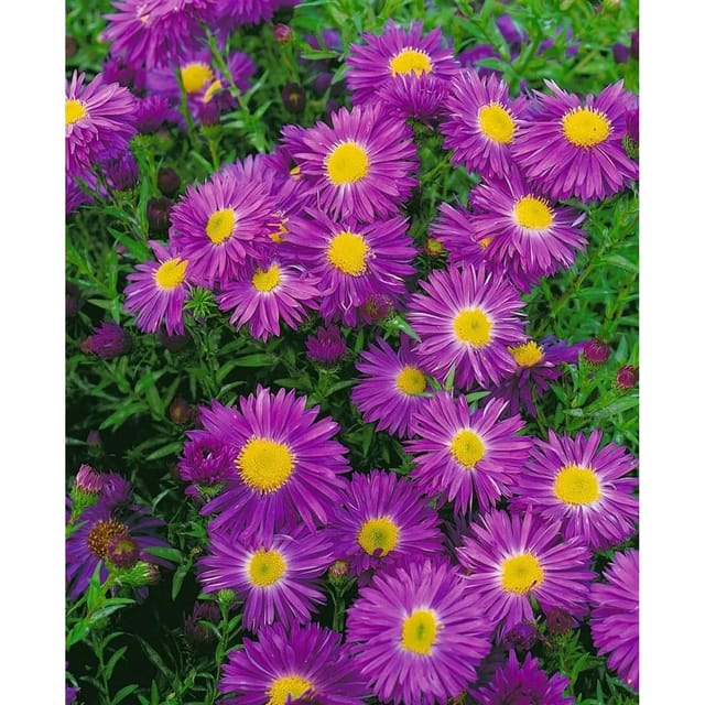 Aster Novi-belgii Violetta Glattblattaster Ca. 11x11 cm Topf