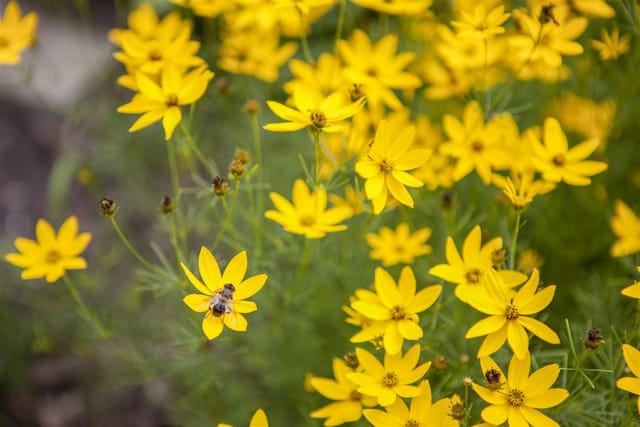 Coreopsis Verticillata Zagreb Mädchenauge Ca. 9x9 cm Topf