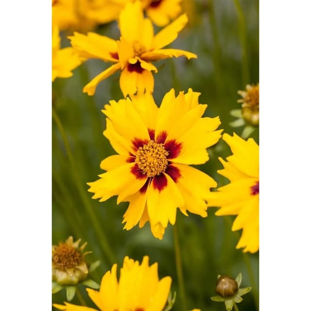 Coreopsis Lanceolata Sterntaler Mädchenauge Ca. 9x9 cm Topf