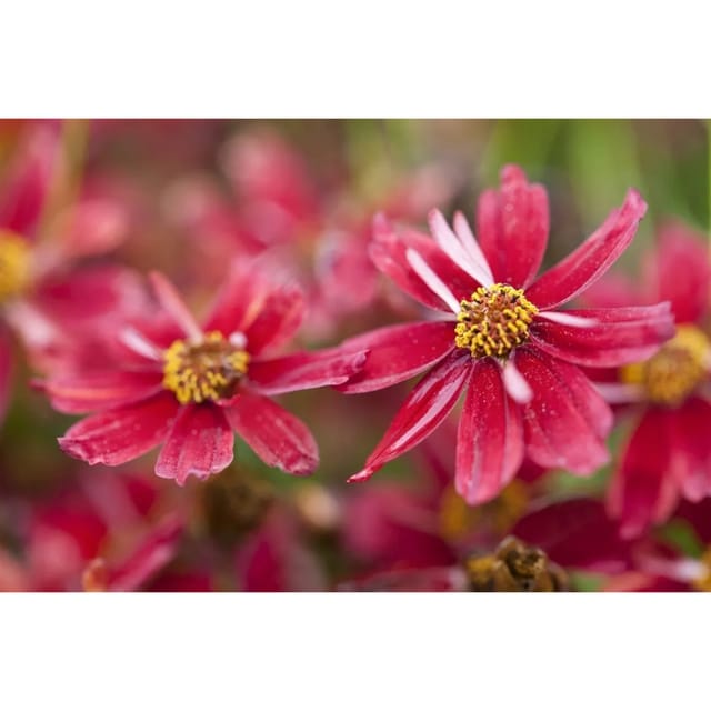 Coreopsis Rosea Limerock Ruby Mädchenauge Ca. 11x11 cm Topf