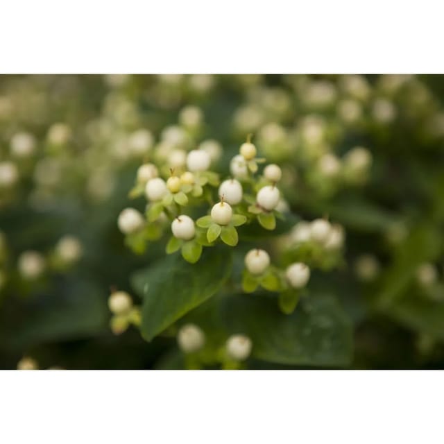 Hypericum Inodorum Magical White -R- Johanniskraut Weiß 20–30 cm