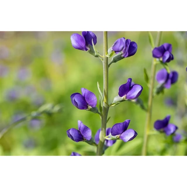 Baptisia Australis Indigolupine Ca. 9x9 cm Topf