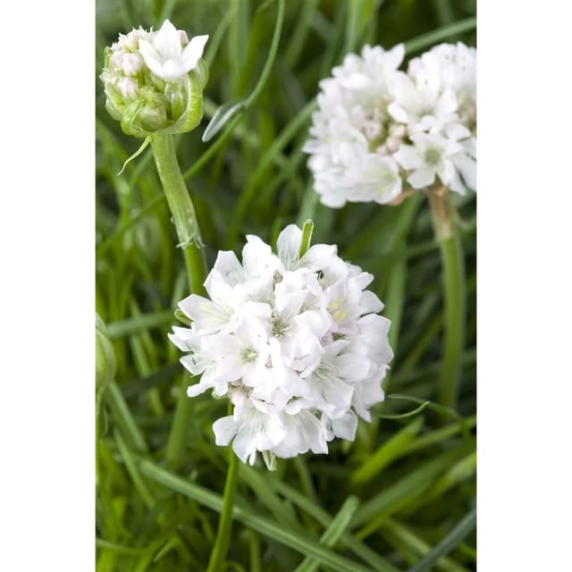 Armeria Maritima Armada White R Grasnelke Ca. 9x9 cm Topf