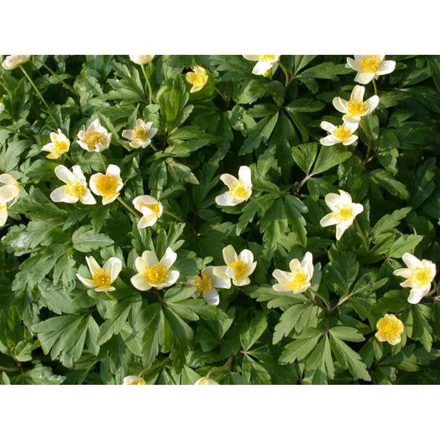 Anemone Nemorosa Buschwindröschen Ca. 9x9 cm Topf