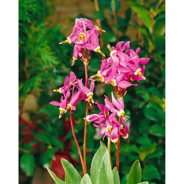 Dodecatheon Meadia Sternenprimel Ca. 9x9 cm Topf