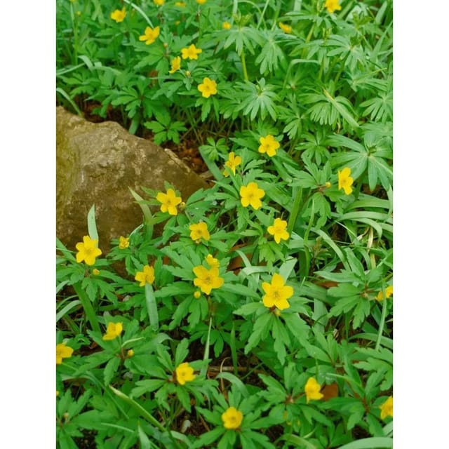Anemone Ranunculoides Gelbes Windröschen Ca. 9x9 cm Topf