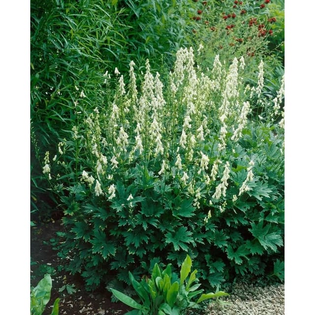 Aconitum Lycoctonum Ssp.vulp.'ivorine' Wolfs-eisenhut Ca. 11x11 cm Topf