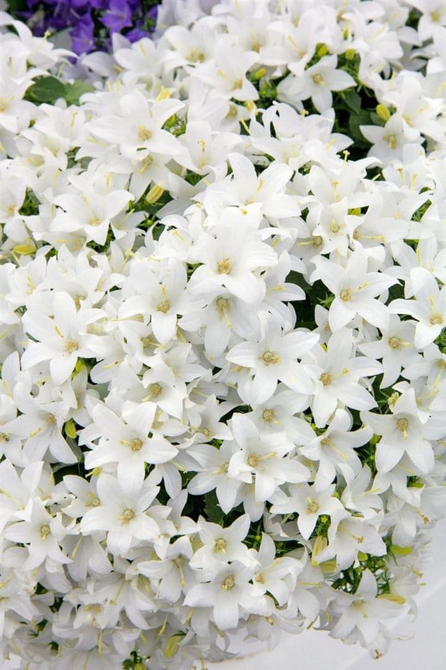 Campanula Cochleariifolia White Baby Zwerg Glockenblume Ca. 9x9 cm Topf