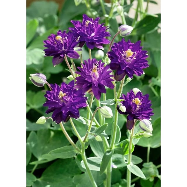 Aquilegia Vulgaris Blue Barlow Gewöhnliche Akelei Ca. 9x9 cm Topf