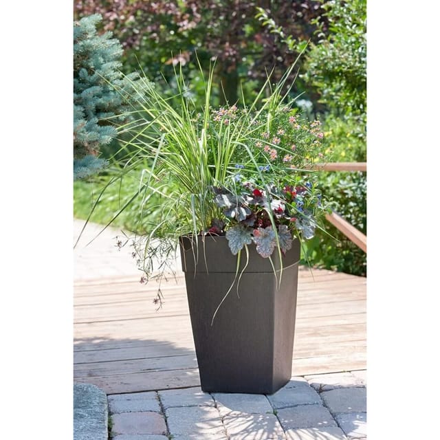 Heuchera Micrantha Plum Pudding Purpurglöckchen 2 Liter Container