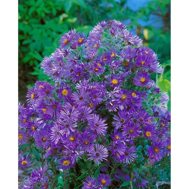 Aster Novi-belgii Sarah Ballard Glattblattaster Ca. 9x9 cm Topf