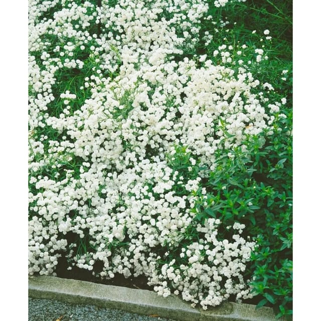 Achillea Ptarmica The Pearl Sumpfschafgarbe Ca. 9x9 cm Topf