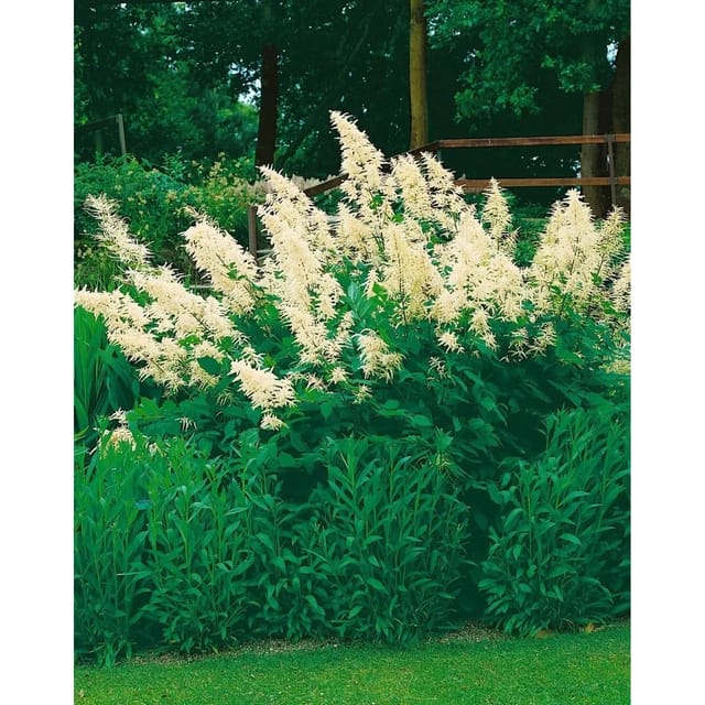 Aruncus Sinensis Zweiweltenkind Chinesische Geißbart Ca. 9x9 cm Topf