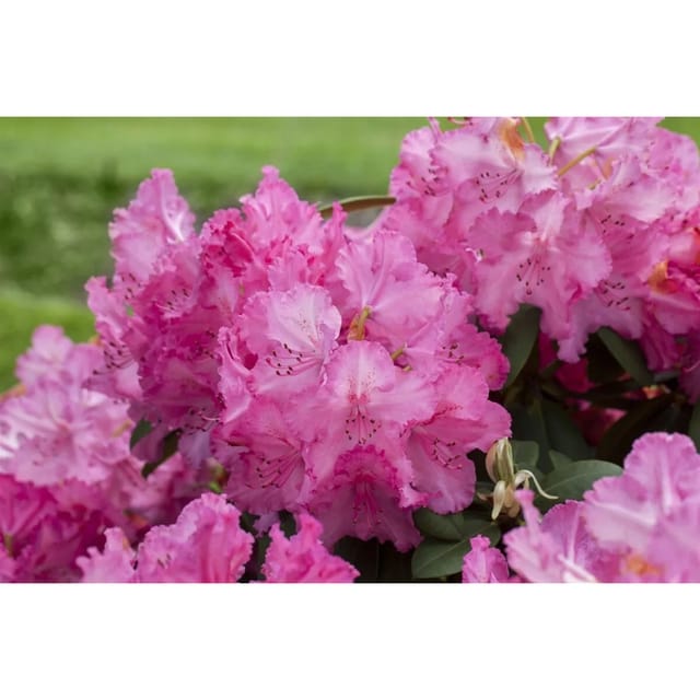 Rhododendron Hybr. Haithabu Rhododendron Rosa 30–40 cm