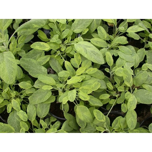 Salvia Officinalis Icterina Echter Salbei Ca. 11x11 cm Topf