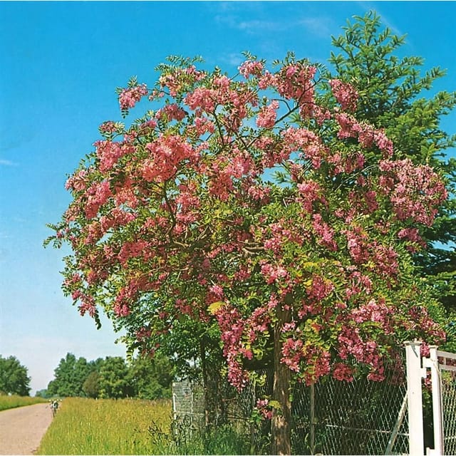 Robinia Hispida Rosea Rosenakazie 120 cm Stammhöhe