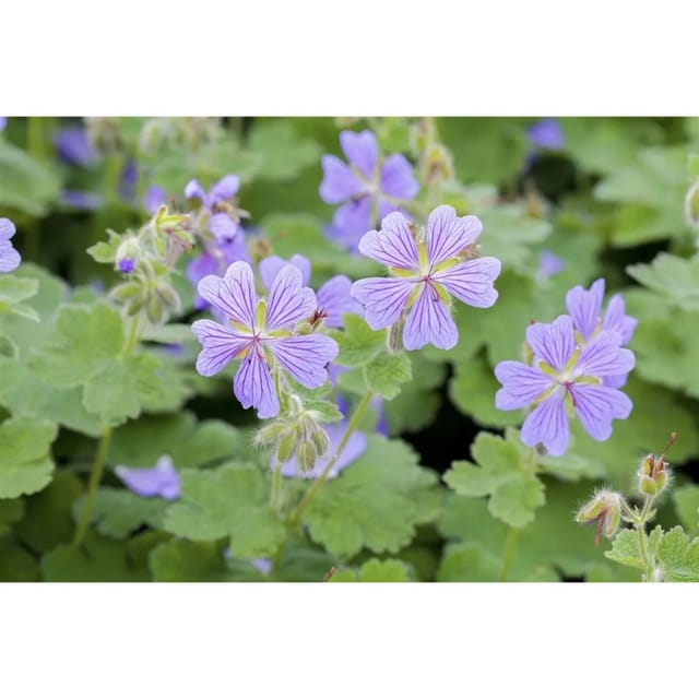 Geranium Renardii Kaukasus Storchschnabel Ca. 9x9 cm Topf