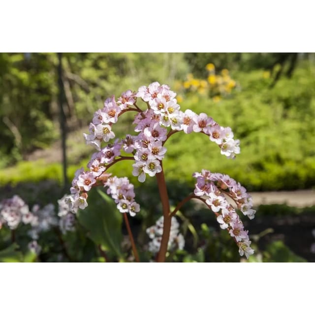 Bergenia Cordifolia Schneekönigin Herzblatt Bergenie Ca. 11x11 cm Topf