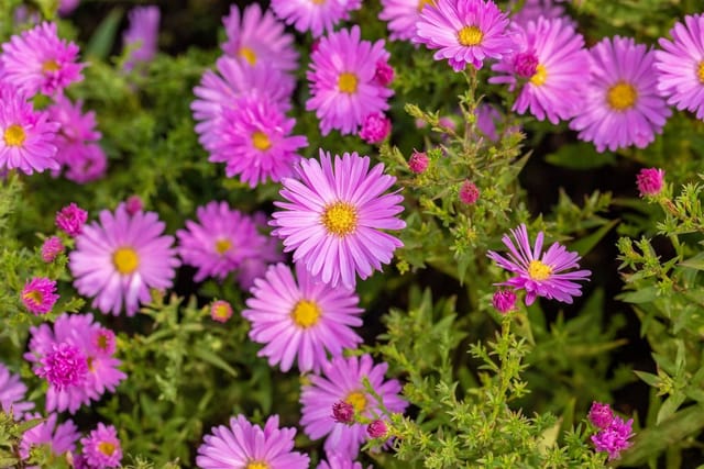 Aster Dumosus Herbstgruß V.bresserhof Kissenaster Ca. 9x9 cm Topf