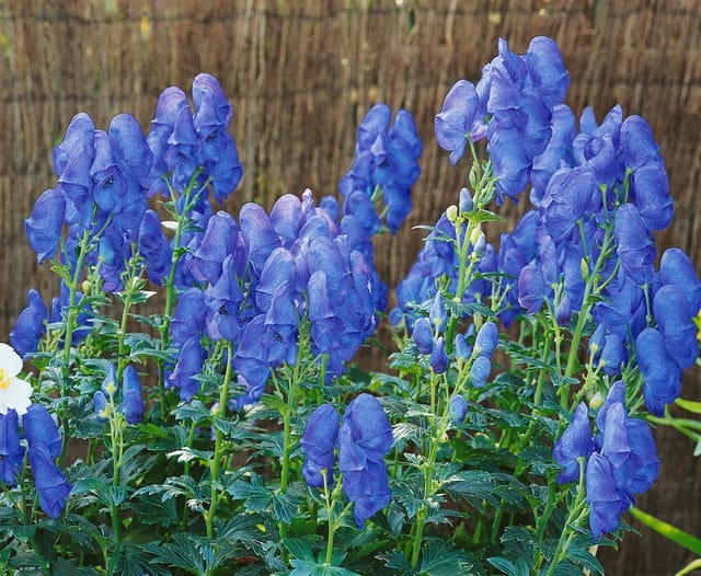 Aconitum Carmichaelii Arendsii Herbst Eisenhut Ca. 9x9 cm Topf