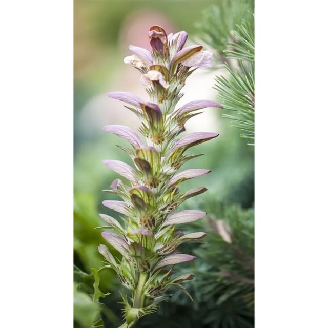 Acanthus Hungaricus Ungarische Bärenklau Ca. 9x9 cm Topf