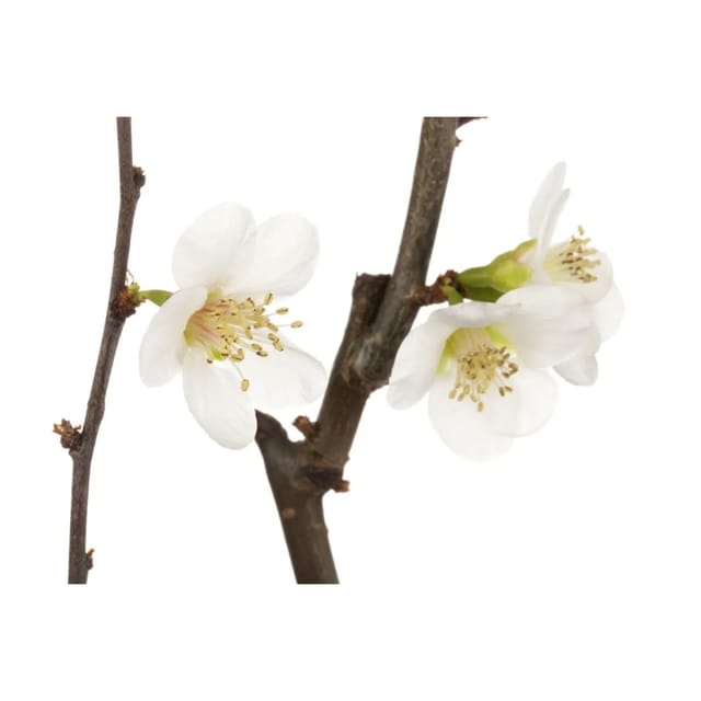 Chaenomeles X Superba Jet Trail Zierquitte 60 cm Stammhöhe