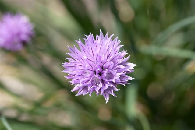 Allium Schoenoprasum Schnittlauch Ca. 9x9 cm Topf