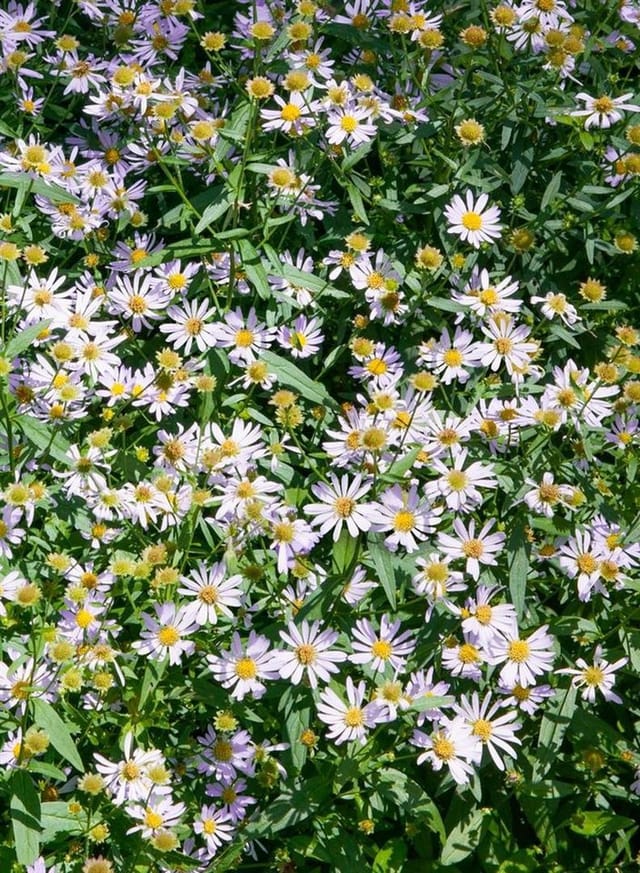 Boltonia Asteroides Snowbank Asternähnliche Boltonie Ca. 11x11 cm Topf