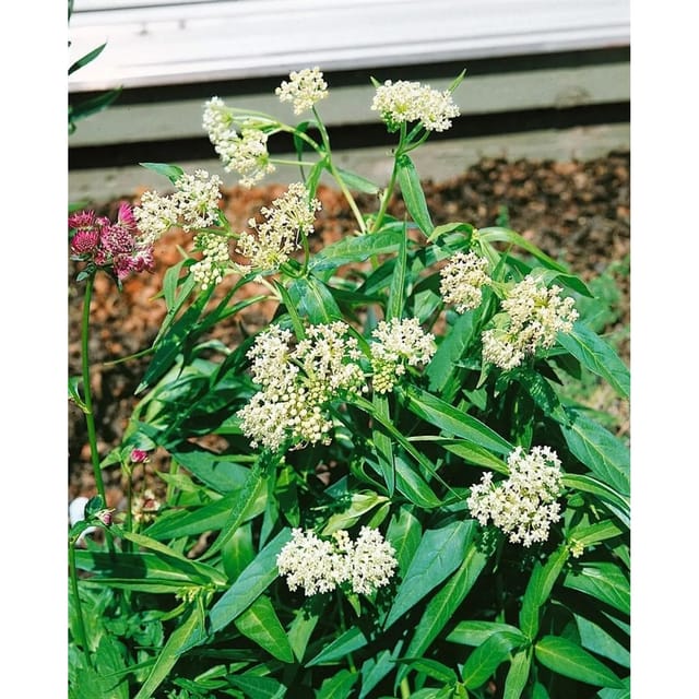 Asclepias Incarnata Ice Ballet Schwanenblume Ca. 9x9 cm Topf