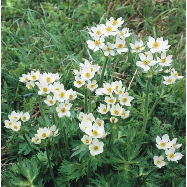 Anemone Canadensis Kanadische Anemone Ca. 9x9 cm Topf