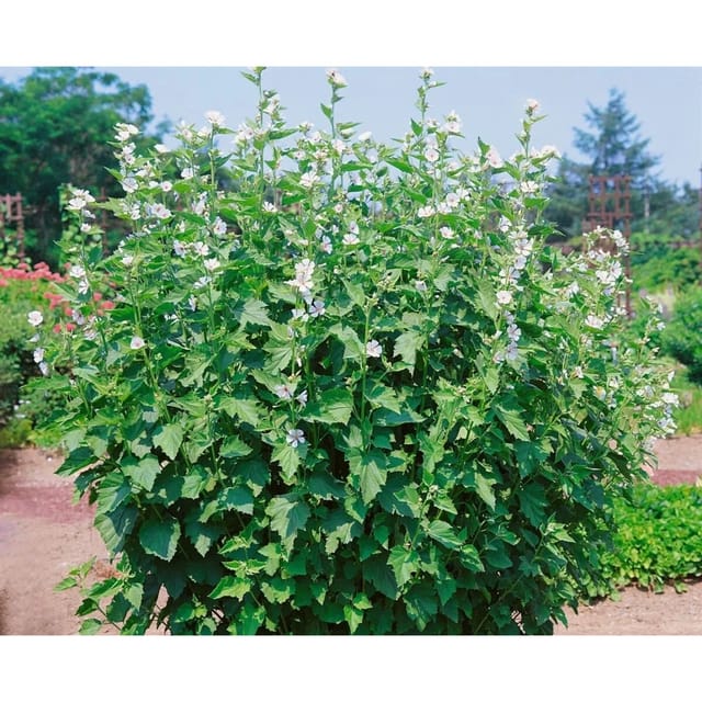Althaea Officinalis Eibisch Ca. 9x9 cm Topf