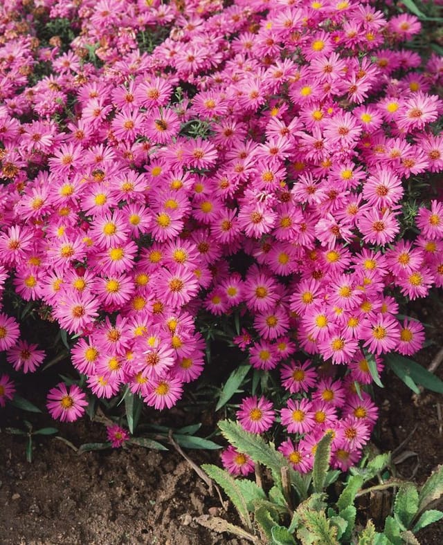 Aster Dumosus Heinz Richard Kissenaster Ca. 9x9 cm Topf