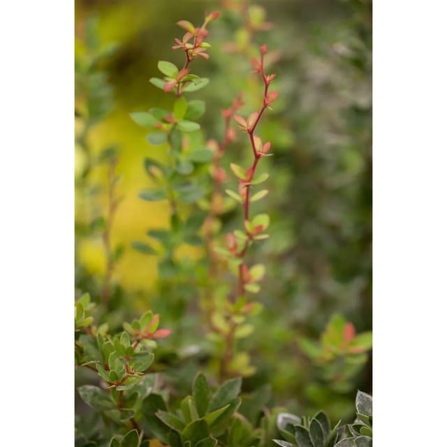 Berberis Buxifolia Nana Polster-Berberitze Kompakt 25–30 cm