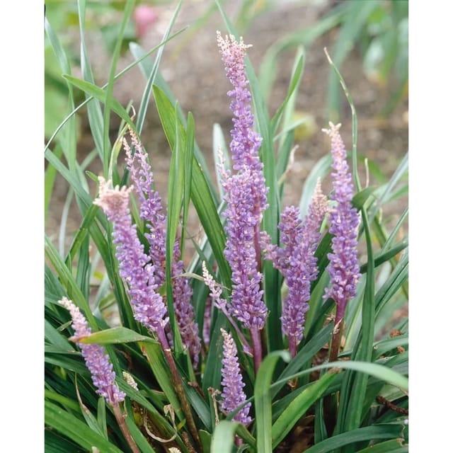Liriope Muscari Big Blue Lilientraube 20-40 cm