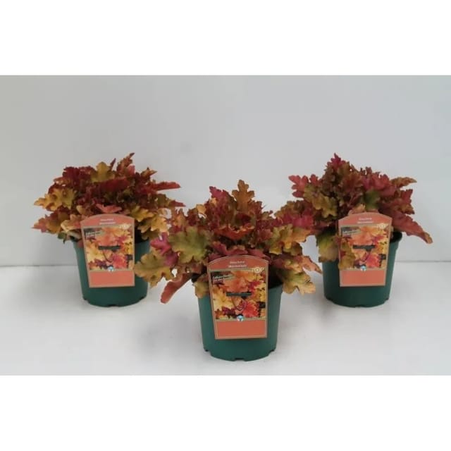 Heuchera Villosa Marmalade R 2 Liter Container