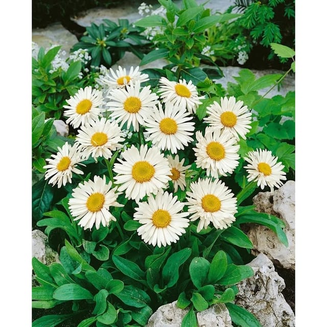 Aster Alpinus Weiße Schöne Alpenaster Ca. 9x9 cm Topf