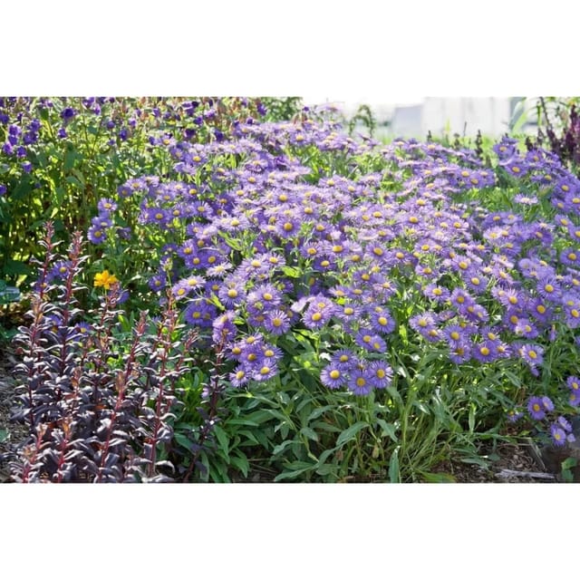 Aster X Frikartii Mönch Sommeraster Ca. 9x9 cm Topf