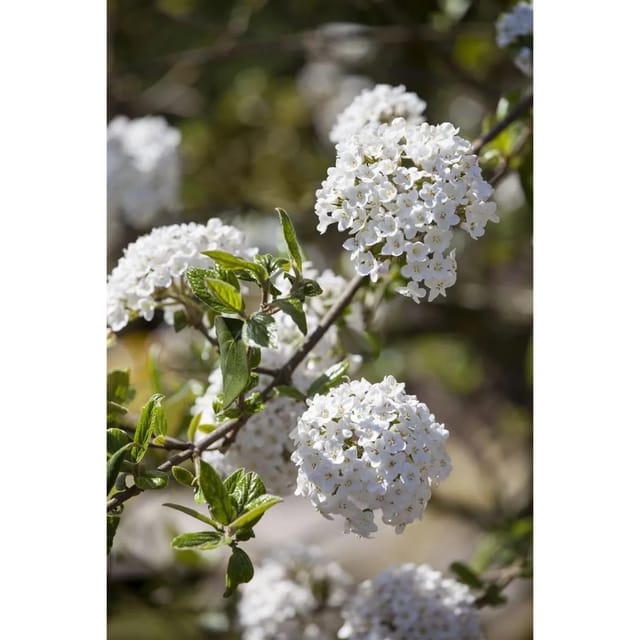 Viburnum Burkwoodii Anne Russel Duft-Schneeball Weiß-Rosa 60–80 cm