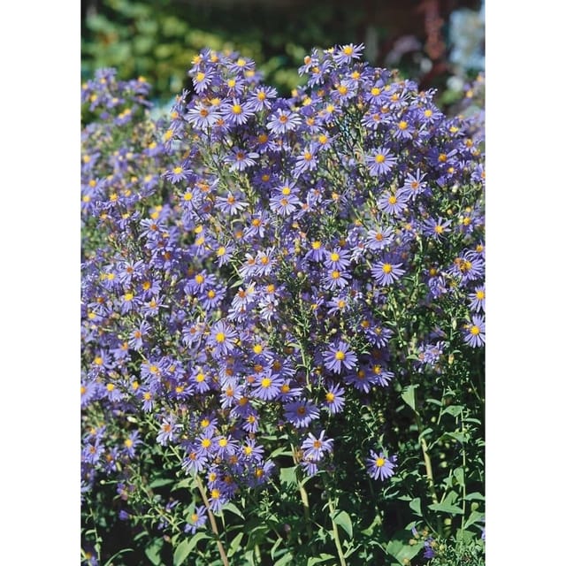 Aster Laevis Calliope Glattblattaster Ca. 11x11 cm Topf