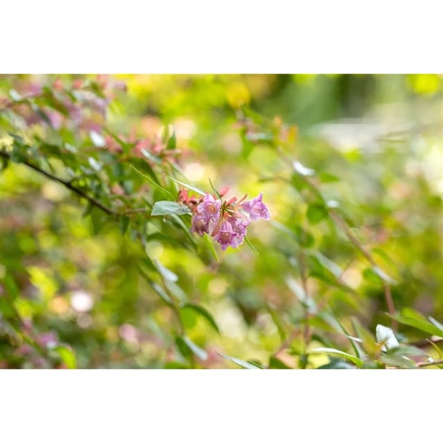 Abelia Edward Goucher Rosa Blüten 40-60 cm