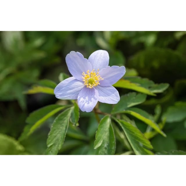 Anemone Nemorosa Robinsoniana Buschwindröschen Ca. 9x9 cm Topf