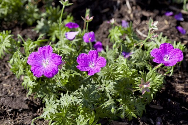 Geranium Sanguineum Blutstorchschnabel Ca. 12 cm Topf