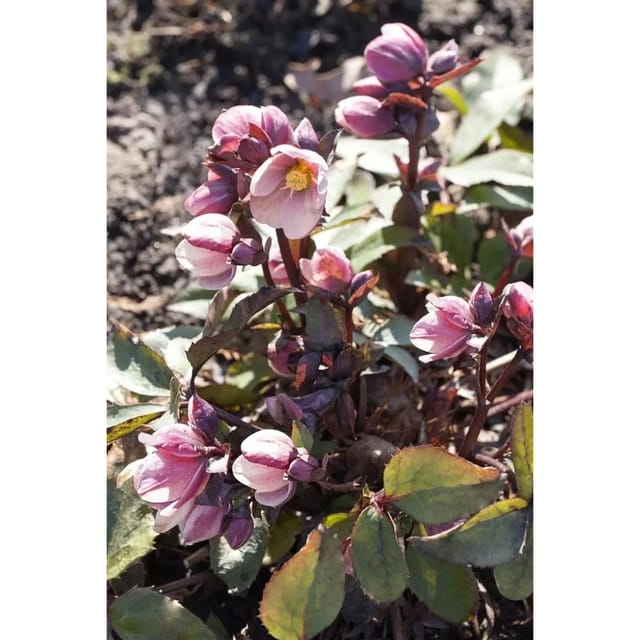 Helleborus Pink Frost 2-3 Liter Container