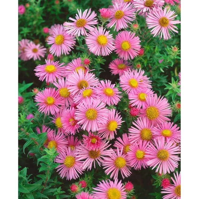 Aster Novae-angliae Rosa Sieger Neuengland Aster Ca. 11x11 cm Topf